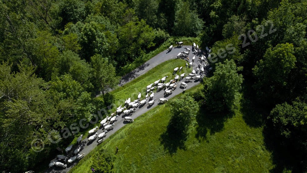 Photo aérienne d'un troupeau de Gasconnes des Pyrénées sur la route lors de la transhumance.