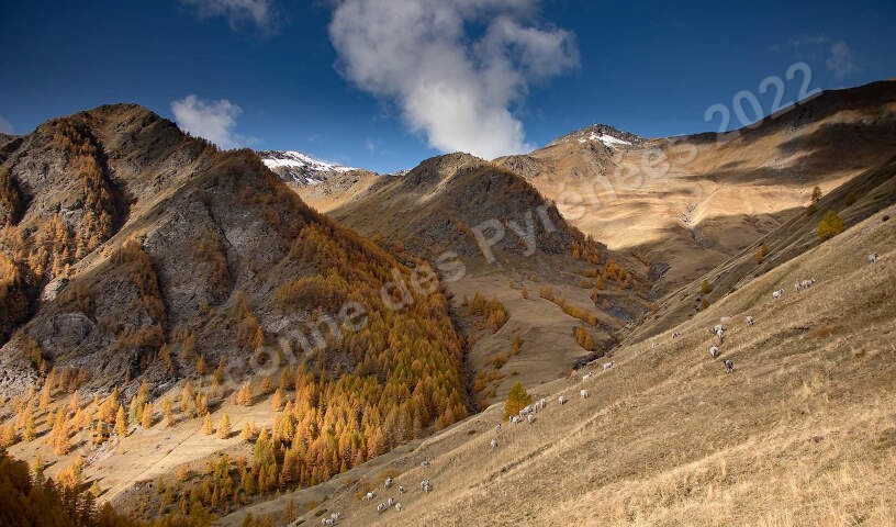 Photo d'un paysage montagnard avec des Gasconnes des Pyrénées.