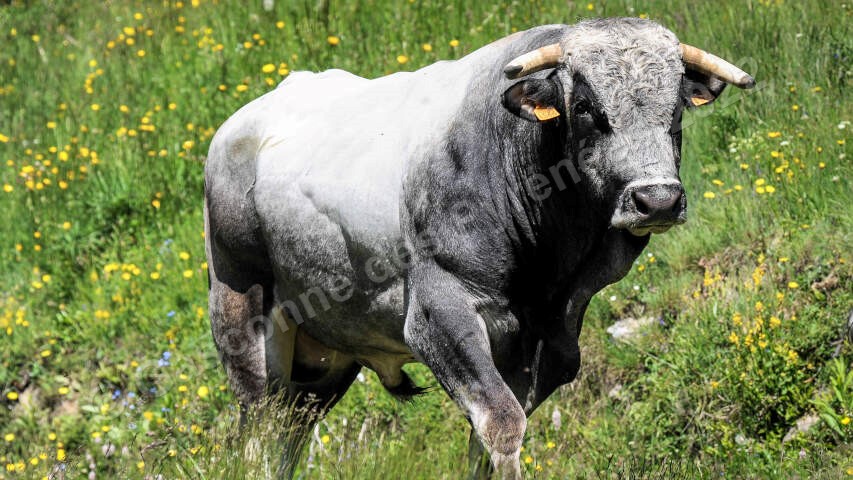 Image d'un taureau Gascon des Pyrénées.