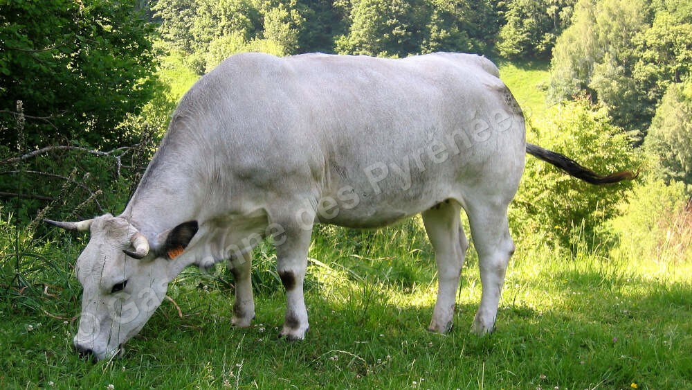 Photo d'une vache Gasconne des Pyrénées en train de brouter.