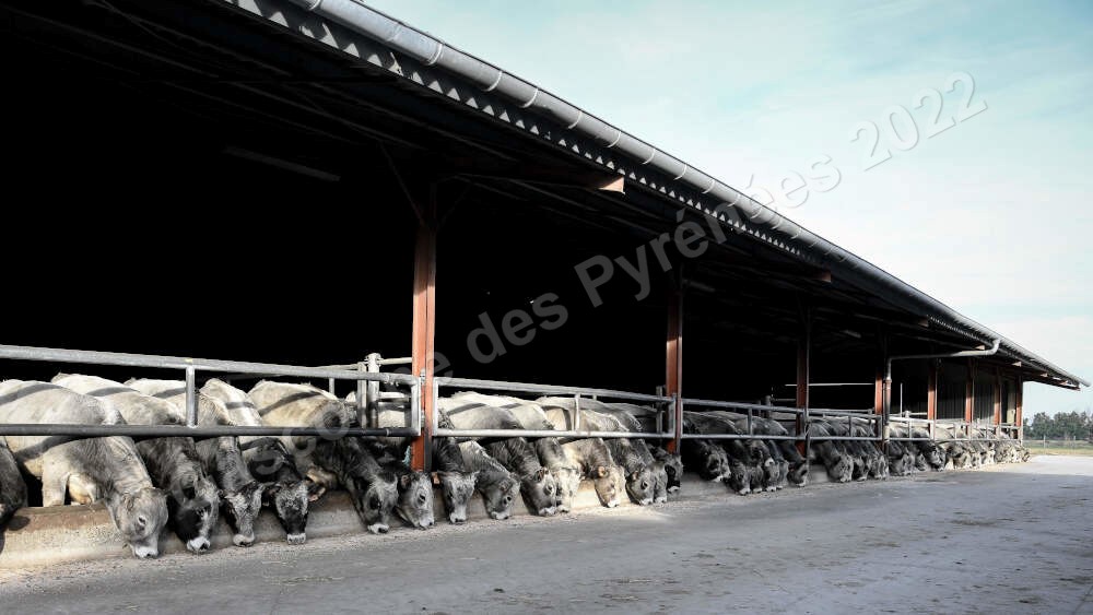 Photo de taureaux Gascons des Pyrénées en train de se nourrir à la station d'évaluation de PEPIRAG.