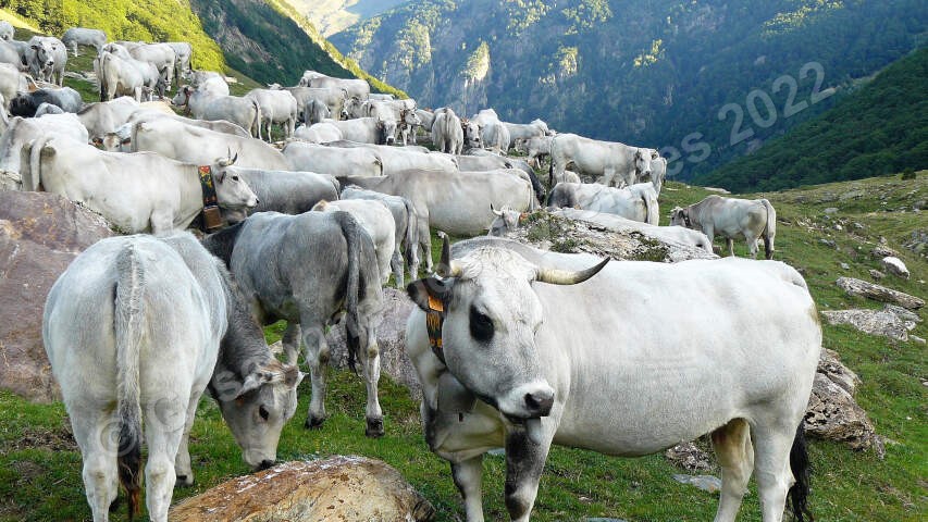 Photo d'un troupeau de bovins Gascons des Pyrénées dans une estive.