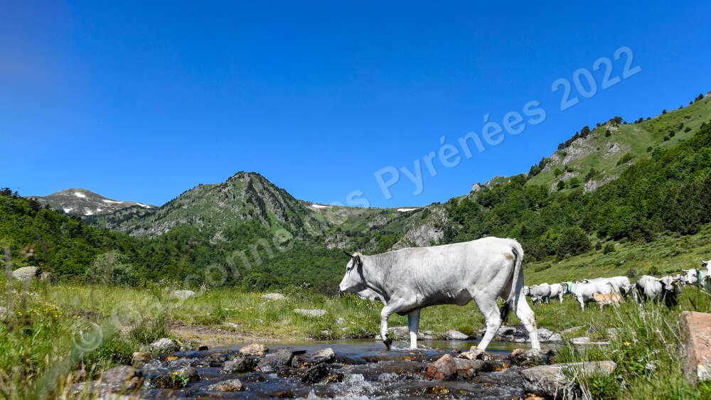 Photo d'une Gasconne de Pyrénées en train de traverser un ruisseau dans les montagnes.