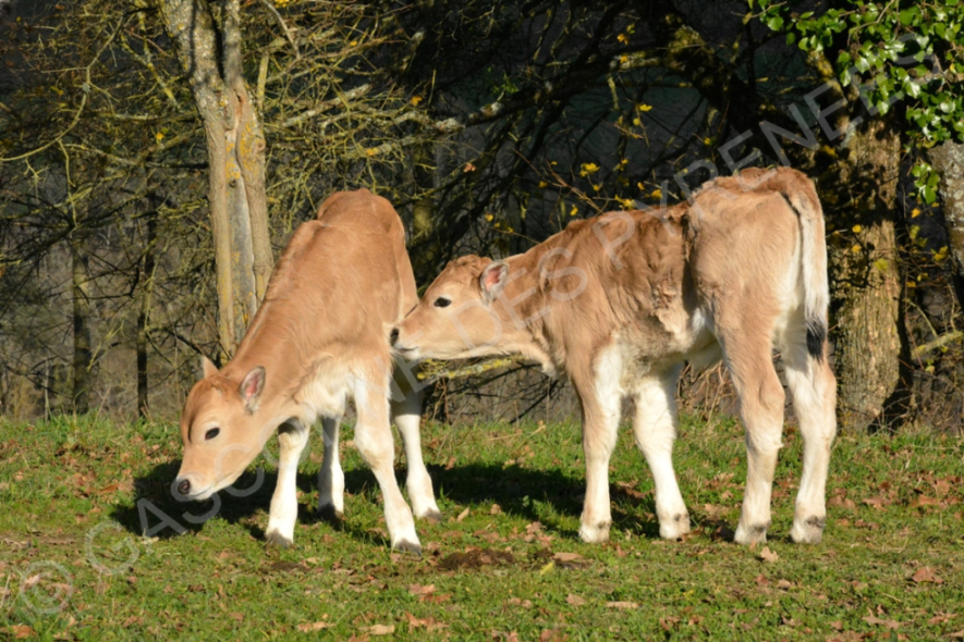 Image de 2 jeunes veaux à la robe marron de race Gasconne des Pyrénées.