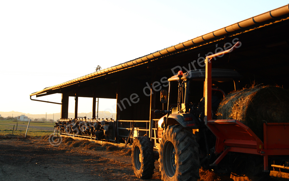 Photo prise au coucher du soleil d'un tracteur lors de la distribution de fourrages aux animaux sur l'exploitation de PEPIRAG.