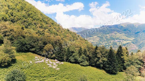 Photo aérienne d'un troupeau de Gasconnes des Pyrénées proche d'une forêt de montagne.