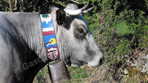 Image d'une tête de vache Gasconne des Pyrénées avec une cloche personnalisée.