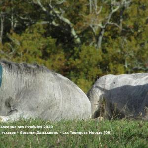 Finaliste Adulte Sieste Placide Gaillardouguilhem