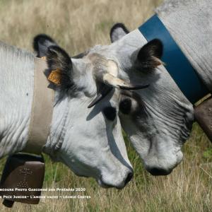 Junior 1er Prix Amour Vache Costesleonie