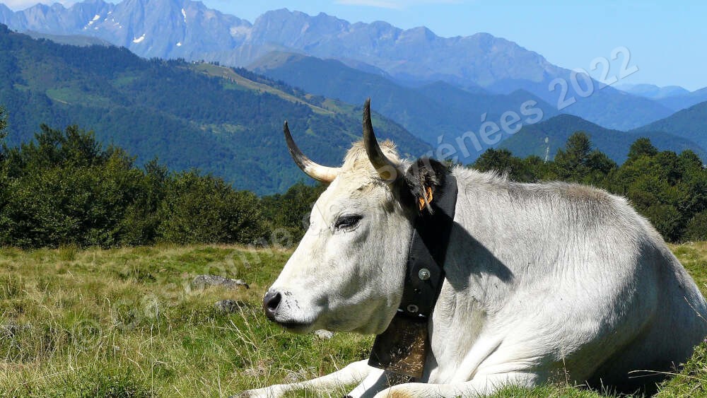 Image d'une vache Gasconne des Pyrénées en train de se reposer avec les montagnes en arrière-plan.