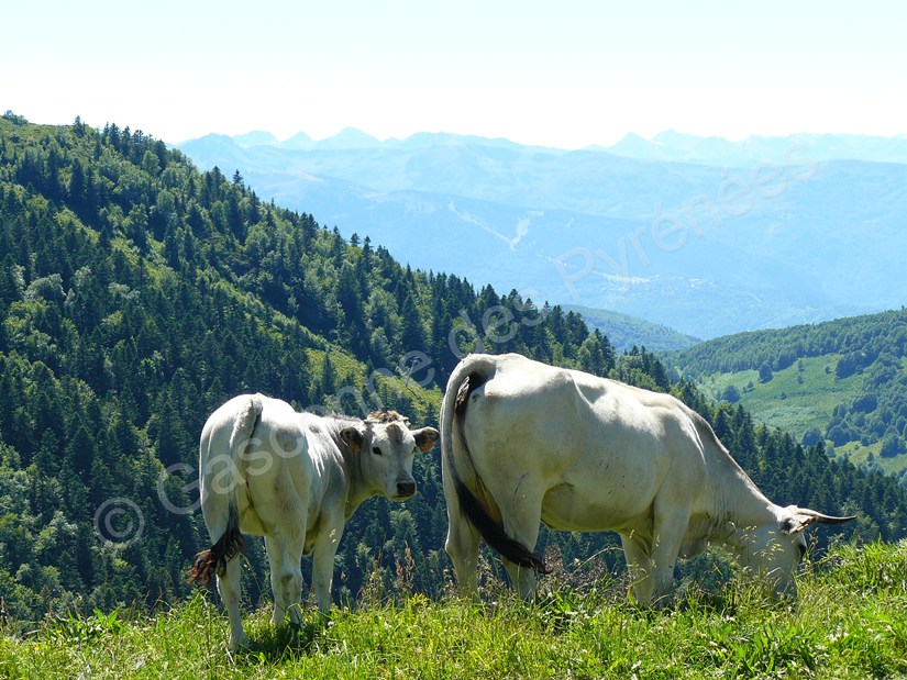 Image d'une vache et de son veau dans des pâtures d'estives avec des montagnes en arrière-plan.