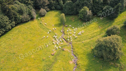 Image aérienne d'un troupeau de Gasconnes des Pyrénées dans des pâtures de montagnes.