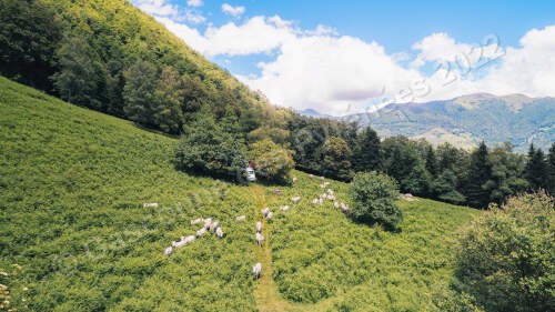 Photo aérienne d'un troupeau de Gasconnes des Pyrénées dans des pâtures de montagnes.