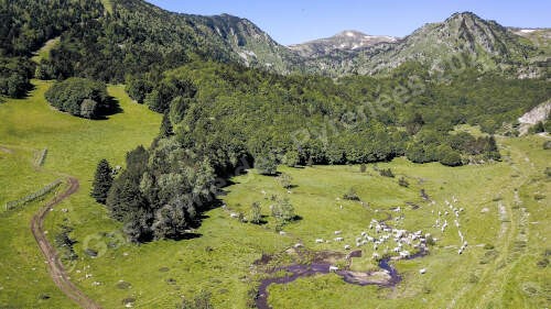 Photo aérienne d'un troupeau de Gasconnes des Pyrénées dans des pâtures de montagnes avec un ruisseau.