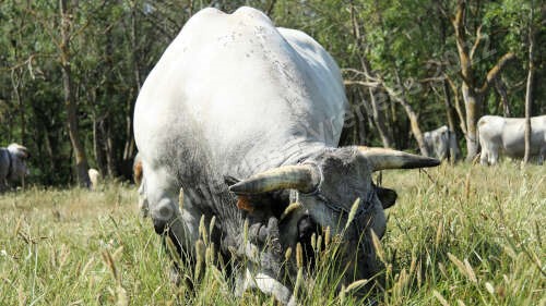 Image d'un taureau Gascon des Pyrénées en train de brouter.
