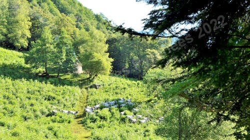Image d'un troupeau de Gasconnes des Pyrénées en train de se nourrir dans les estives.