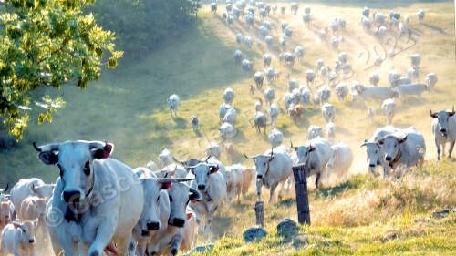 Image d'un troupeau de Gasconnes des Pyrénées se déplaçant d'une pâture à l'autre. 