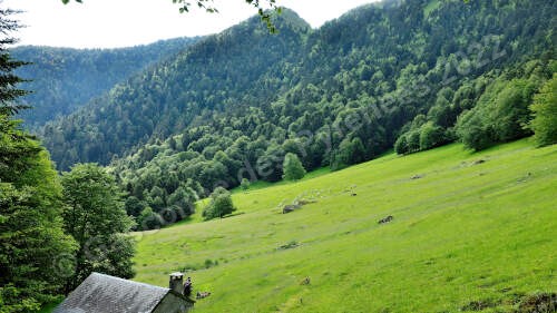 Image d'un paysage de montagne verdoyant.