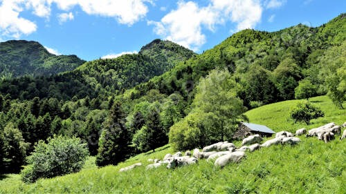 Image d'un troupeau de Gasconnes des Pyrénées dans une prairie de montagne.