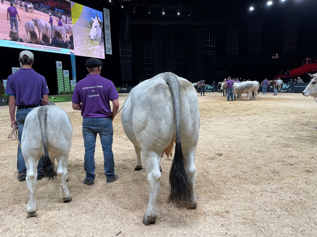 Eleveurs avec son veau et sa vache.