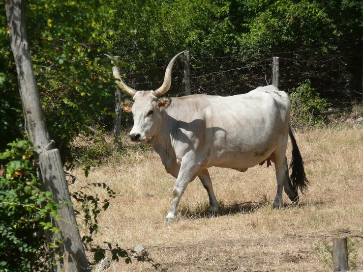 Image d'un bovin de race Maremmana (Italie).