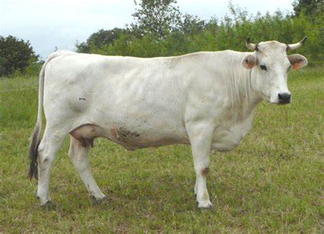 Image d'une vache de race Mirandaise (anciennement Gasconne aréolée). 