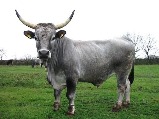 Image d'un taureau de race Boskarin (Croatie).